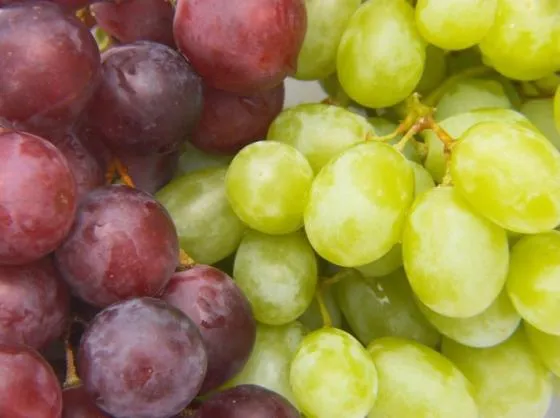 champagne grapes