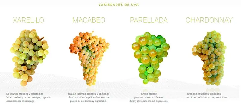 variedades uva