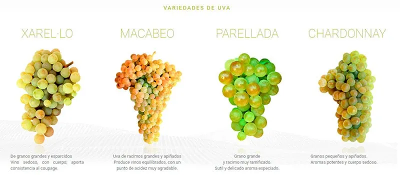 grape varieties