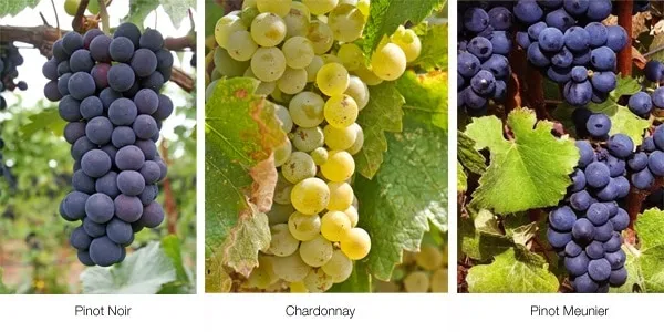 grape varieties