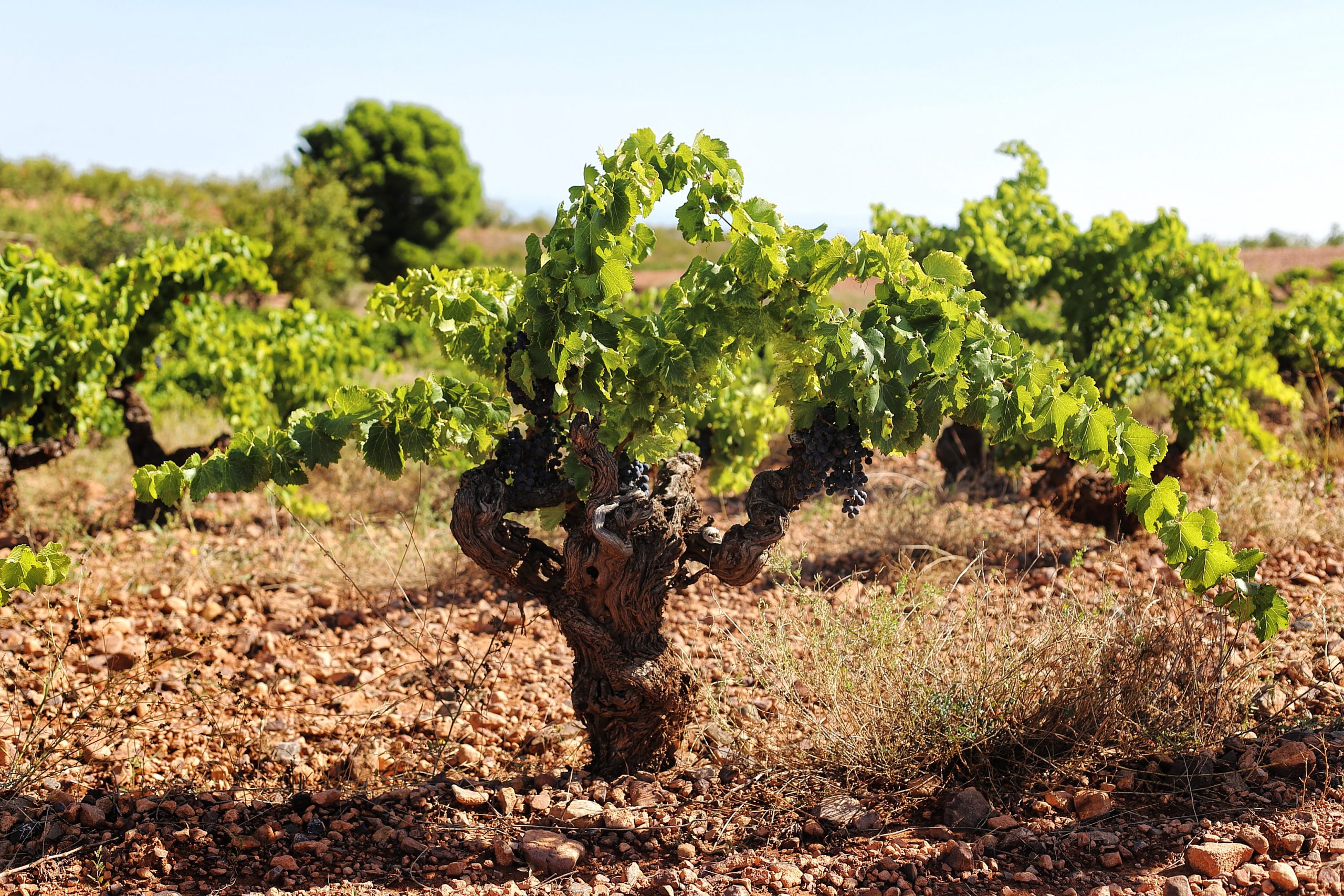 Cepa vieja de Garnacha