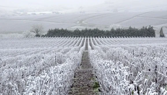 vineyard frost