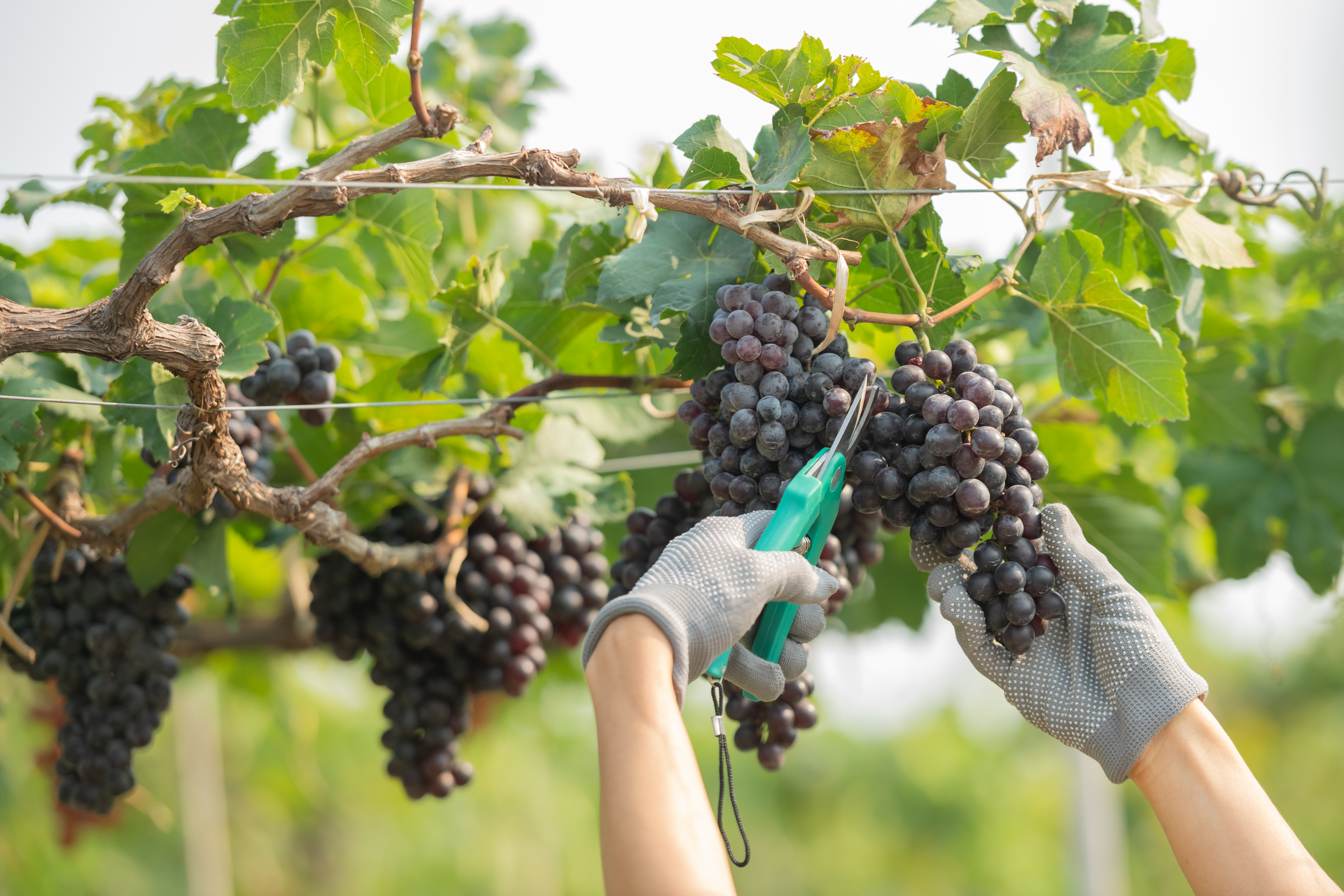 vendimia uvas tintas