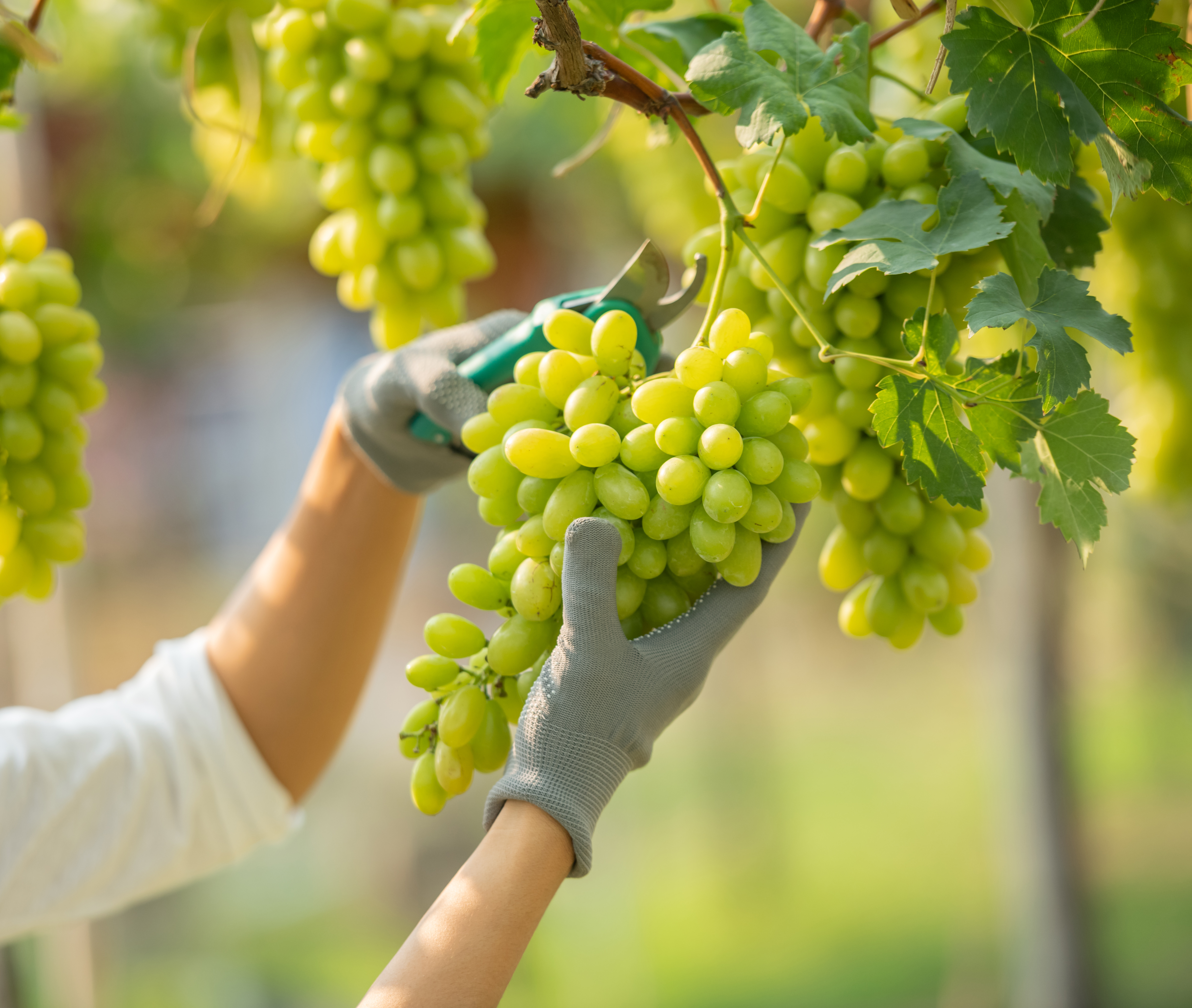 vendimia manual uvas blancas