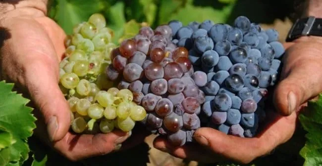 tipos garnacha