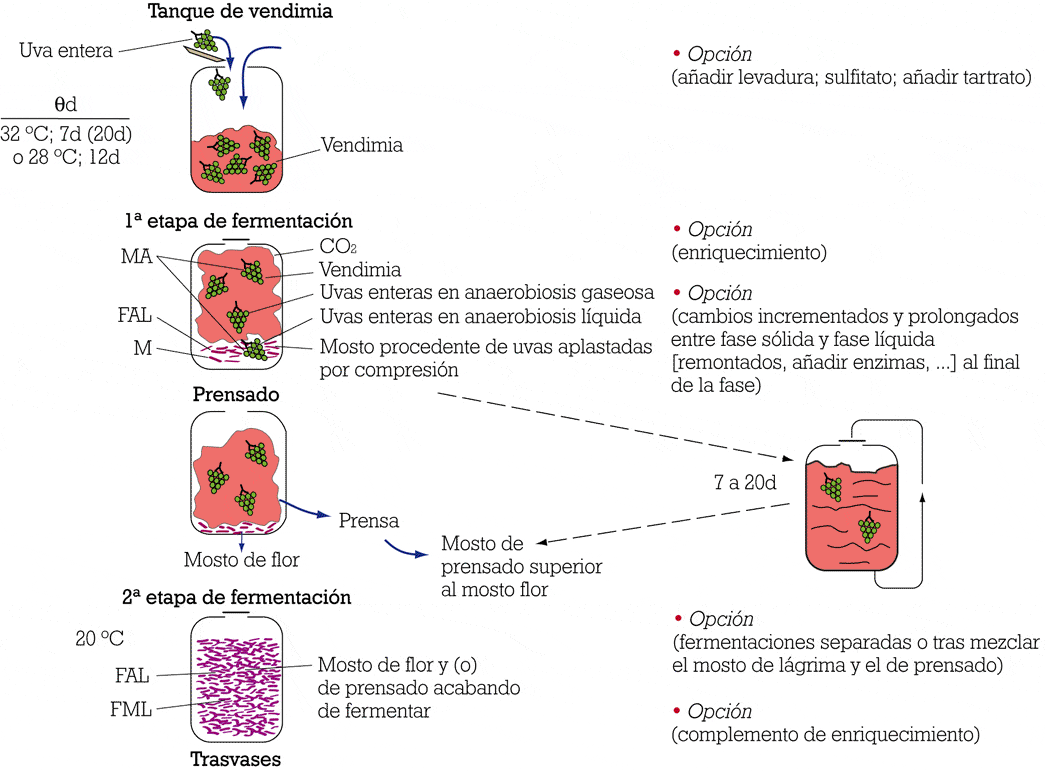 vinification