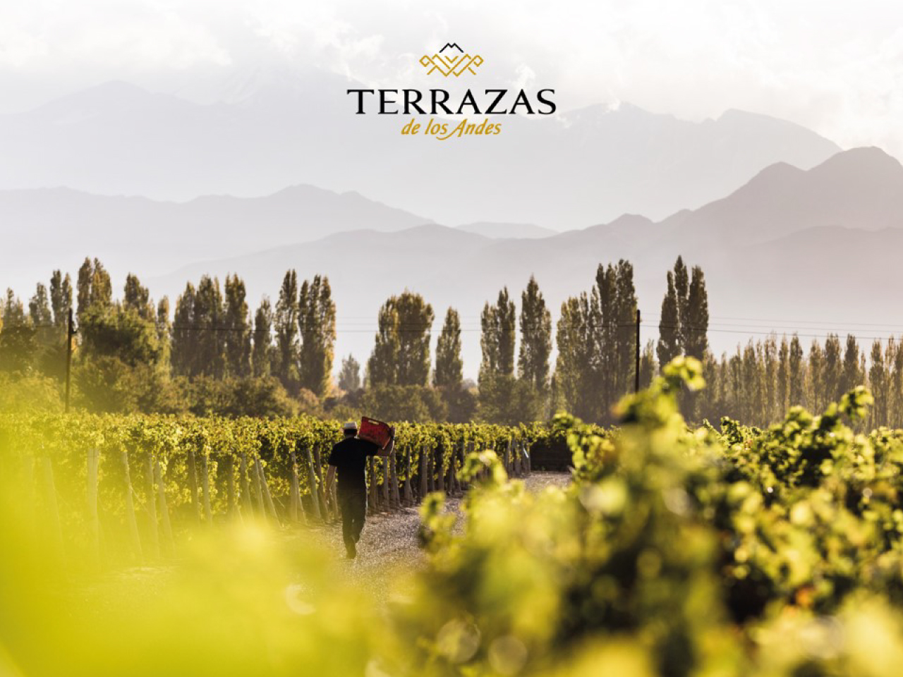 Terrazas de los Andes