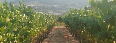 Bodega Moet Chandon